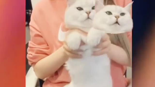 Cats and girls for love funny video