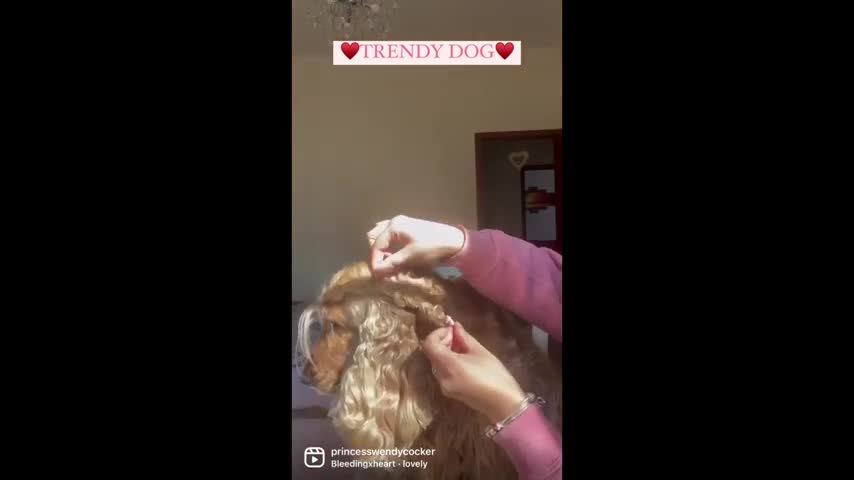 Cocker Spaniel gets beautiful braid in her luscious hair