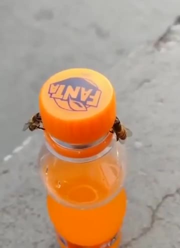 Les abeilles évoluent