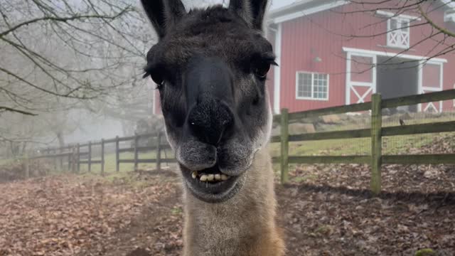 Llama Gets the Lip Jitters