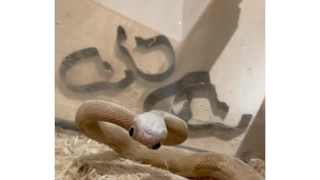 This animal is very cute and can make everyone happy when they see it