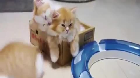 three cute kitten playing ♛