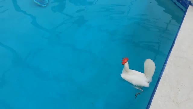 would chickens be able to swim?