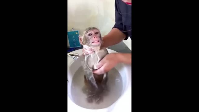 Monkey Funny Video 🤣 | Monkey videos compilation | Funny Video