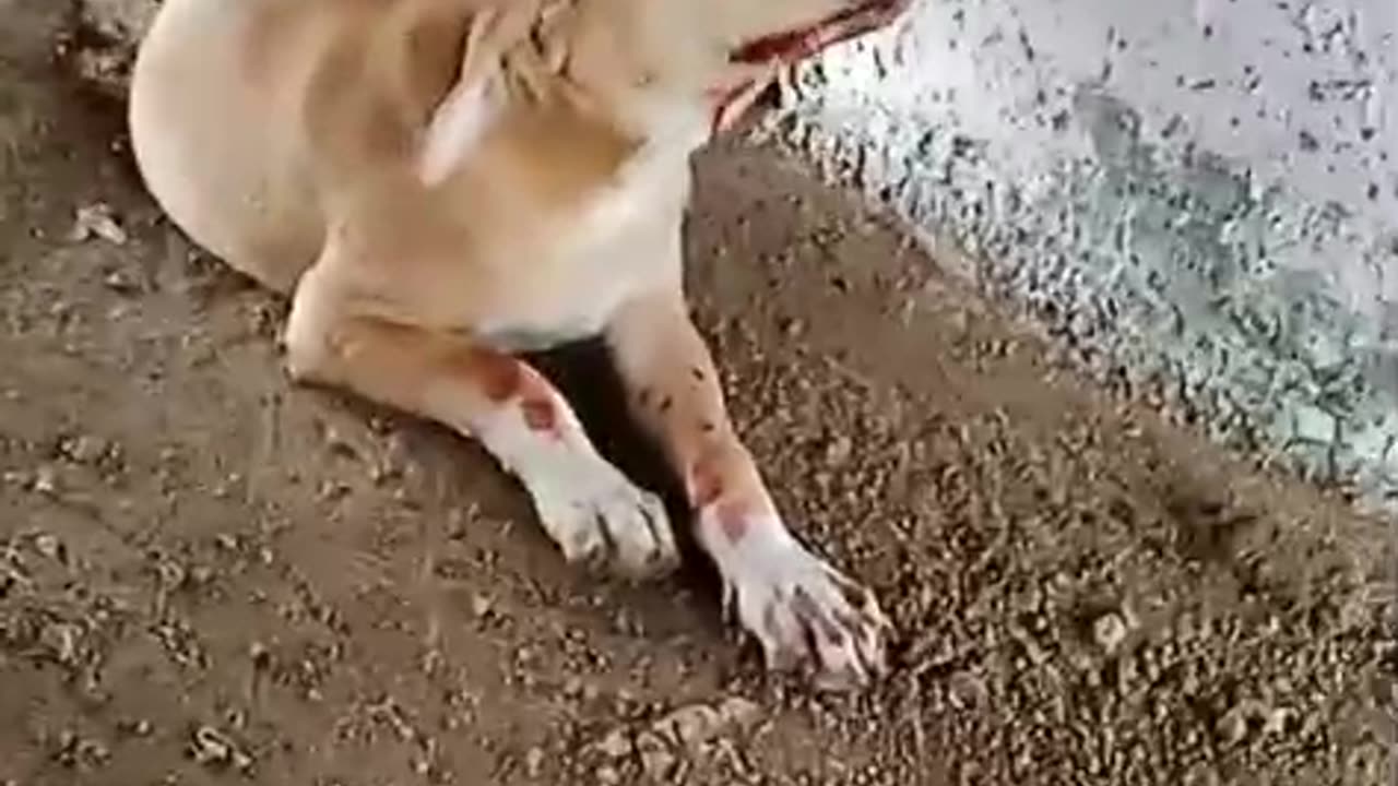 Bleeding dog at borivali east #cat #dog #catlover #doglover #animals #pets #instastrays