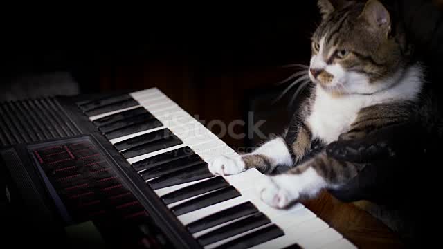 cutie cat playing piano