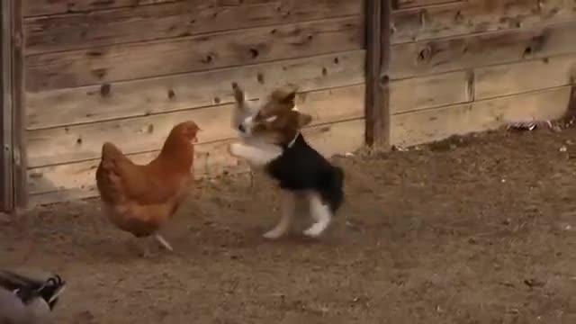 CORGI VS CHICKEN AND DUCK FIGHT IN FARM FUNNY VIDEO