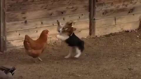 CORGI VS CHICKEN AND DUCK FIGHT IN FARM FUNNY VIDEO