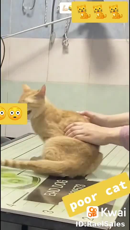 the cat medicao de temperatura pelo rabo