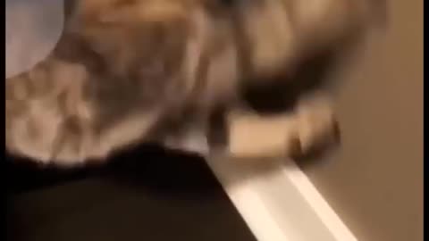 funny animals video 16