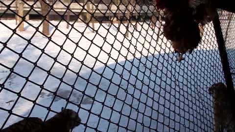 Sibirian Tigers Live Feeding (2021)