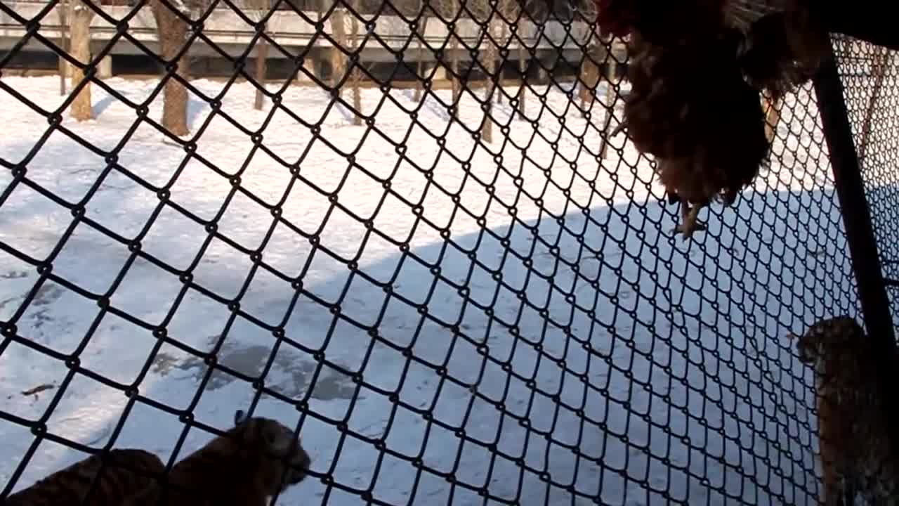 Sibirian Tigers Live Feeding (2021)