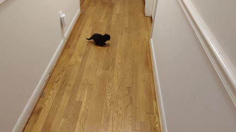 Kittens first time in kitchen.