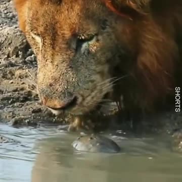 Watch This adorable turtle wants to play with the Lion without being afraid . 😱 #wildlife
