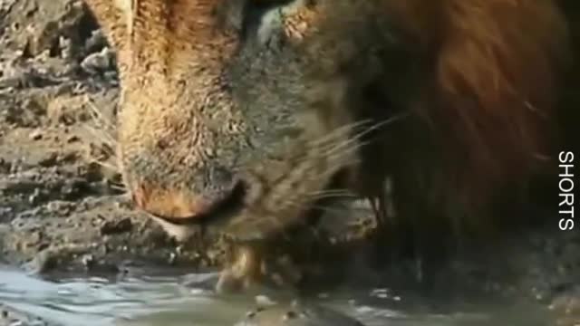 Watch This adorable turtle wants to play with the Lion without being afraid . 😱 #wildlife