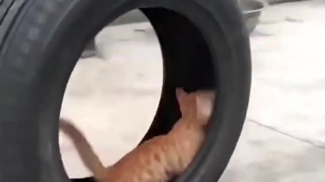 Cute Cat in a wheel🙂🙂 || Best Cute & funny Cat videos #shorts