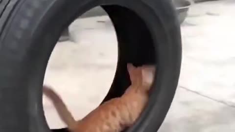 Cute Cat in a wheel🙂🙂 || Best Cute & funny Cat videos #shorts