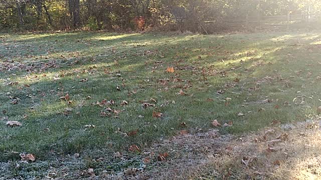 Front yard in fall