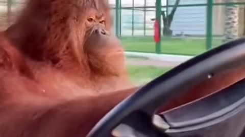 monkey driving fast