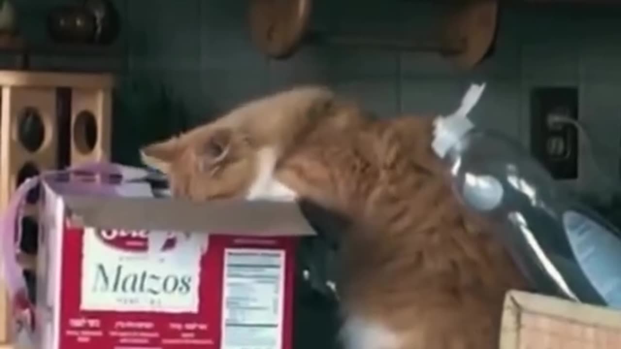 Funny Animals videos