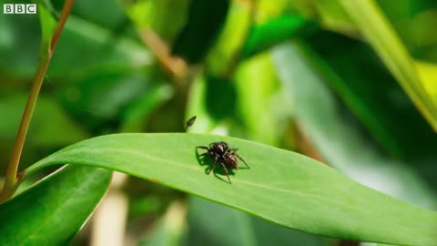 It’s Mate or Die for this Jumping Spider | Seven Worlds, One Planet | BBC Earth