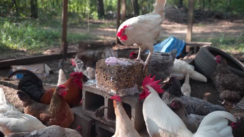 Weekly Flock Block plus a little extra flavorin'.