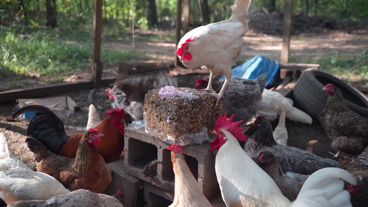 Weekly Flock Block plus a little extra flavorin'.
