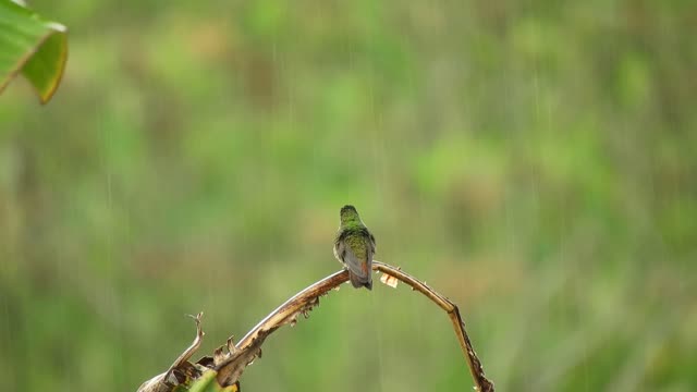 Beautiful bird in nature in the middle of winter