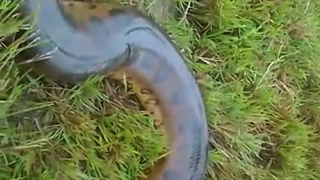 The calf in the snake's clutches promises