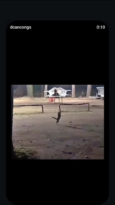 OMG, look at this cat! It's trying to act like a frog! 🐱➡🐸 Even hopping on two paws like a frog! 😂