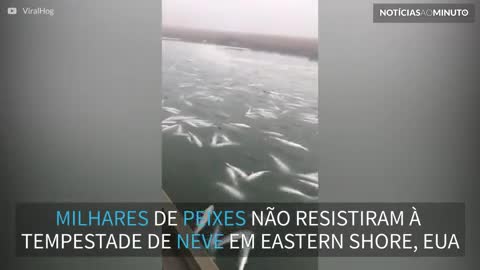 Milhares de peixes morrem congelados após tempestade de neve