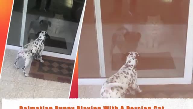 Rambunctious kitten plays with gentle Dalmatian friend