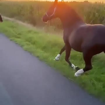A girl, her horse, her dog & the sunset 🌅