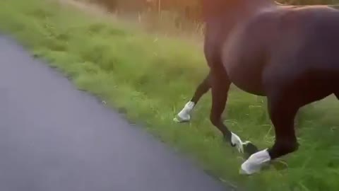 A girl, her horse, her dog & the sunset 🌅