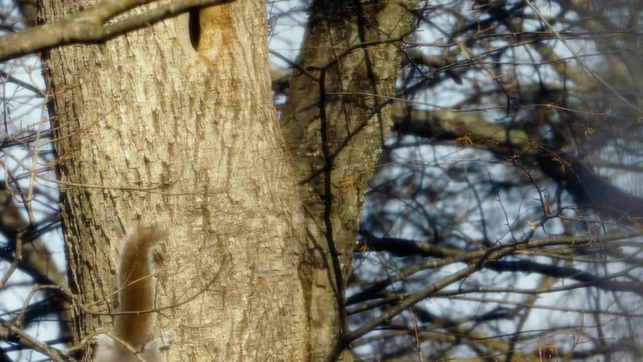 Squirrel hanging upside down on tree navigates down