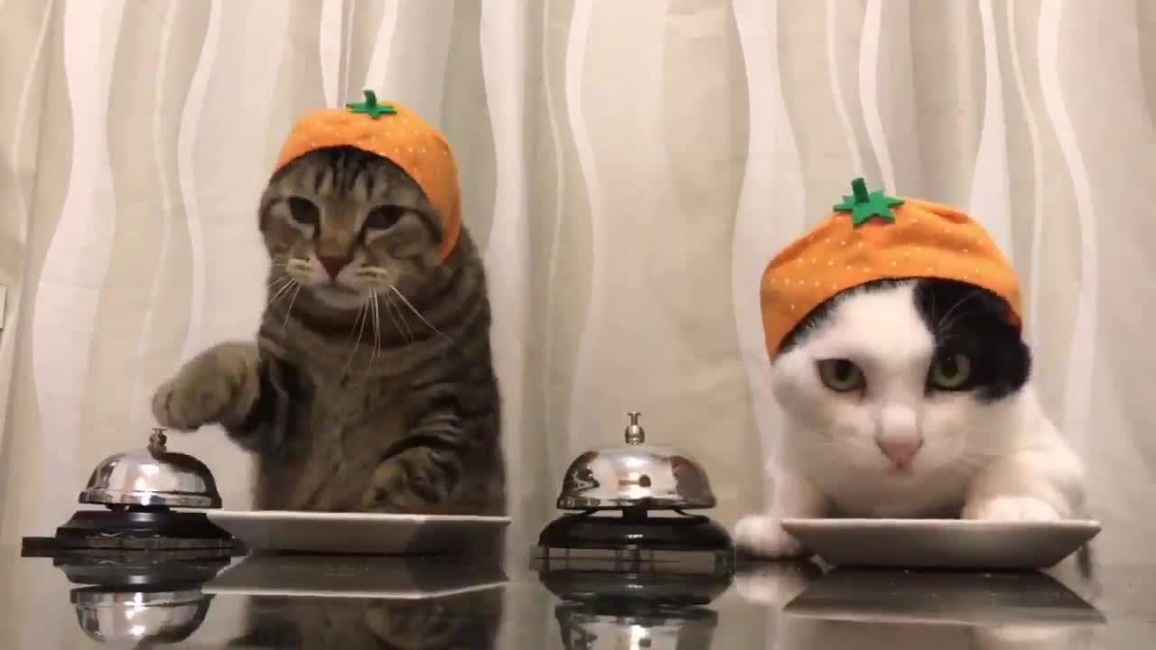 You must see this - trained cats