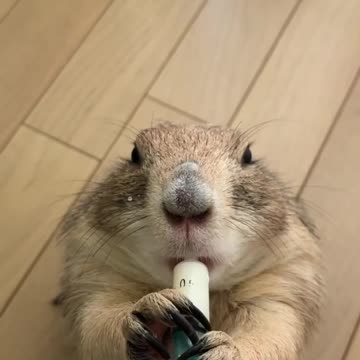 Prairie dog goes totally nuts for tasty milk drink