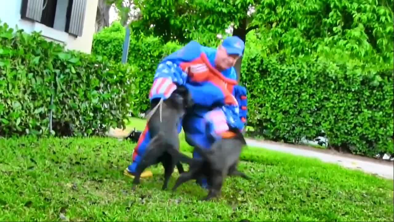 Best way to tran your dog at home