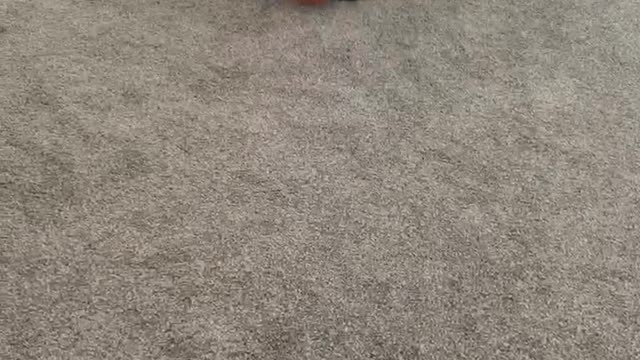 French bulldog puppy learns to squeak ball