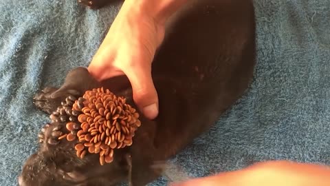 CUTE PUPPY --How to remove tick on puppy