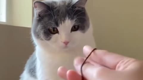 Cute Cat amazed by magic