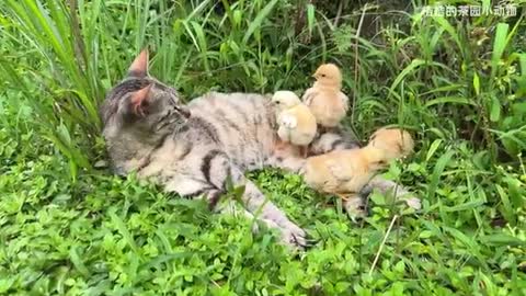 cat and chicken