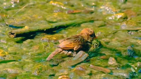 Bird bathing funny video