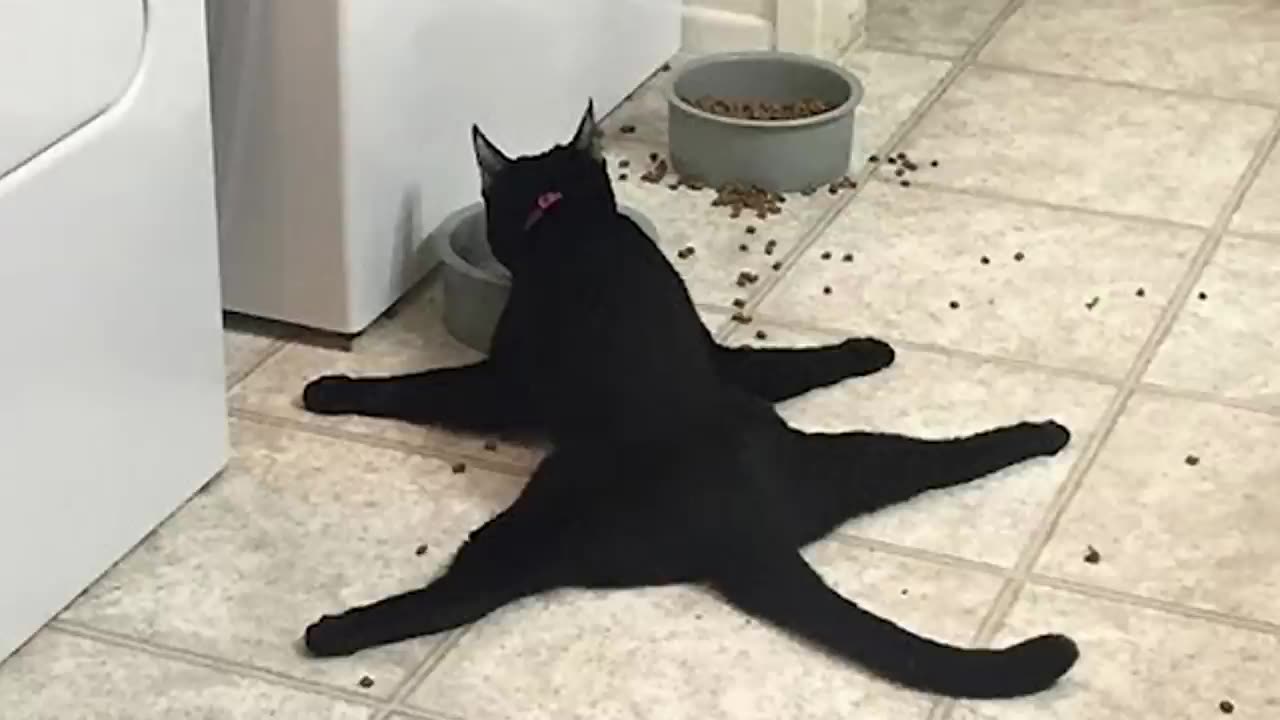 These cats videos will make you laugh so hard