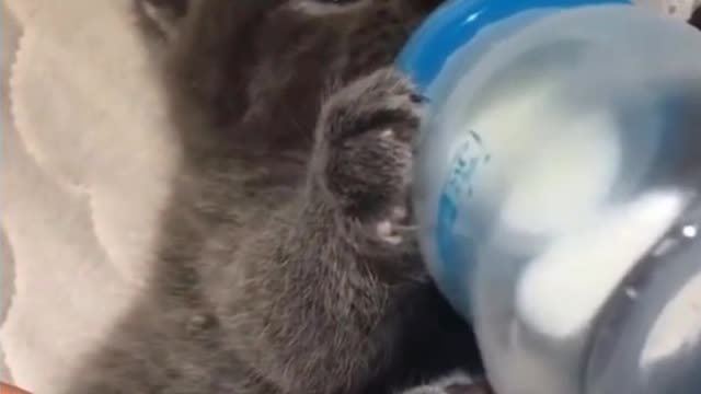 Let`s Have some Fun with those Animals ! #3
