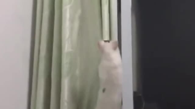Don't Try To Laugh ! This Curtain Is Getting What's Coming| SHORT VIDEO