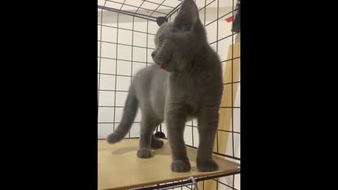 Kittens are like puppies, sticking out their tongues