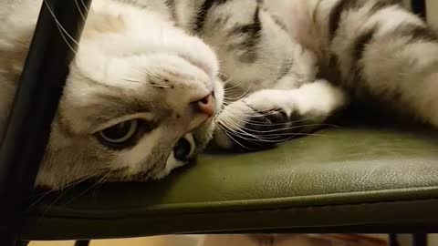 Cute American shorthair is playing at the table.