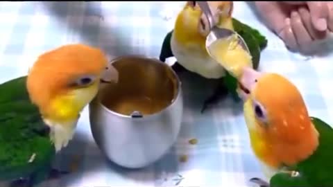 Hilarious Moment parrots Happily Enjoying their Lunch or Meal