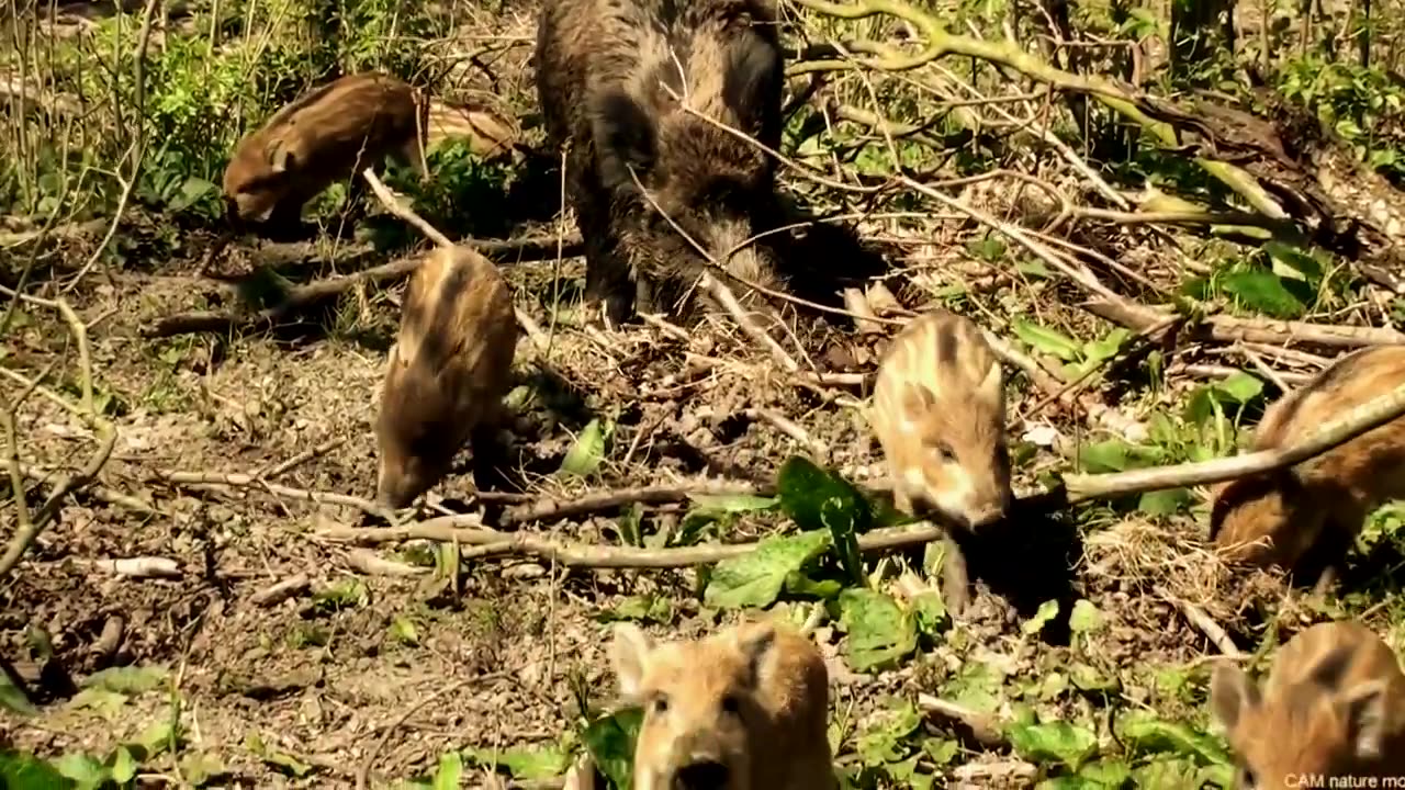 Welcome Back! 5 Amazing Animals That Have Returned to the UK 🇬🇧🐾